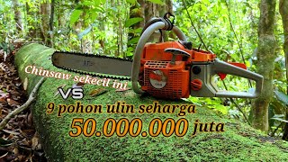 Full Video 9 Pohon Kayu Ulin Yang Mengagumkan Seharga 50.000.000 juta