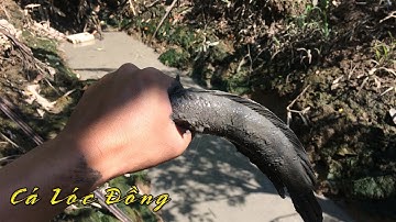 DÍ BẮT CÁ LÓC KHỦNG DƯỚI AO VÀ CÁI KẾT | DÂN MIỀN TÂY