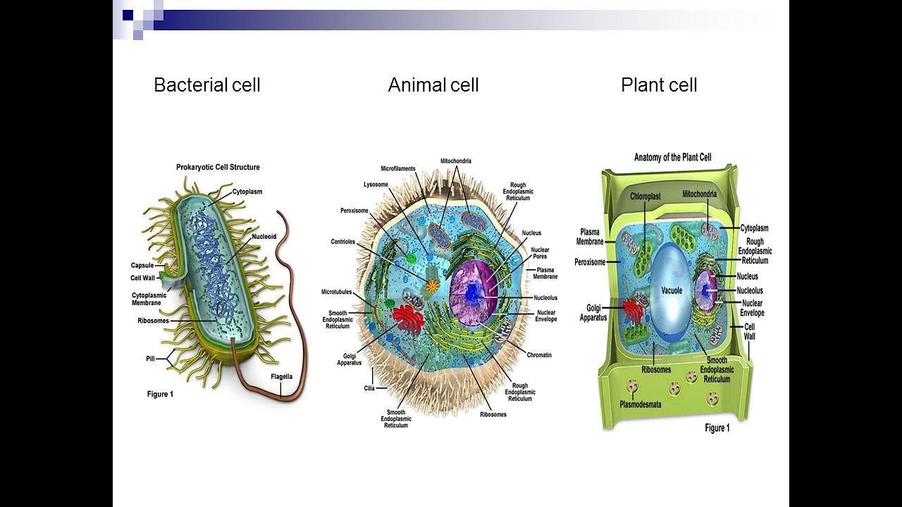 Structure of Bacterial cell wall (part-1) - YouTube