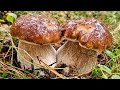 Ref:k0-CreEmiWU C�pes 2025  . �norme pousse de champignon du 13/09/25 !