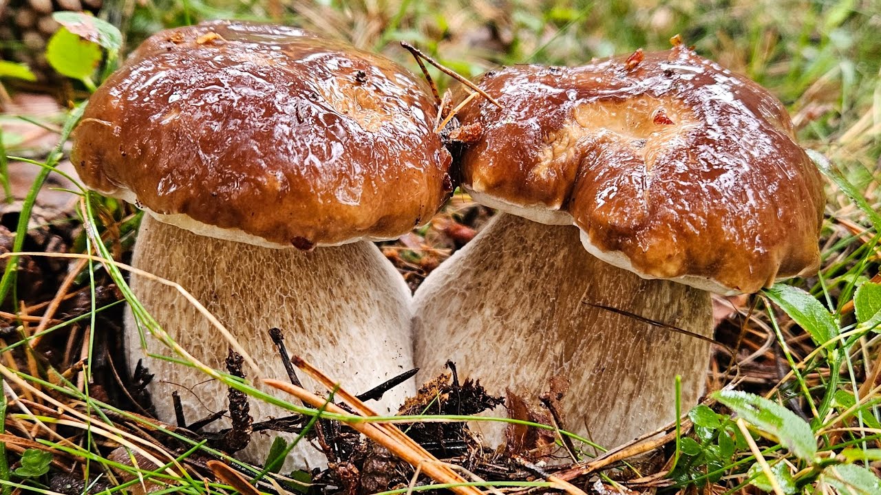 Cèpes 2025 🤩. ÉNORME pousse de champignon du 13/09/25 !