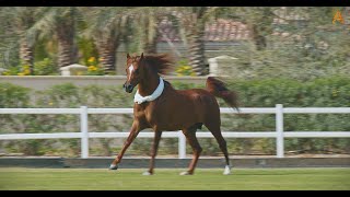 Animalia - The Horses run free