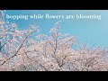 Bopping while flowers are blooming  kpop playlist