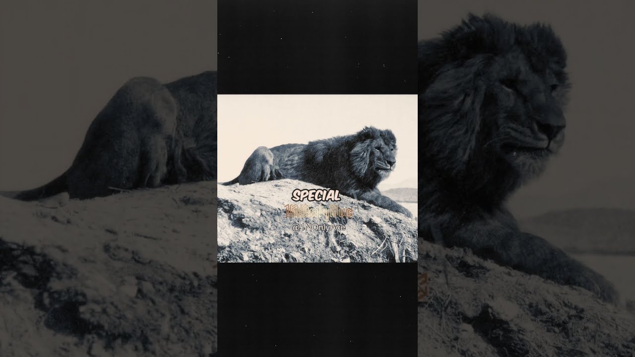 Scary Last Glimpse Extinct Barbary Lion Caught On Camera Shorts