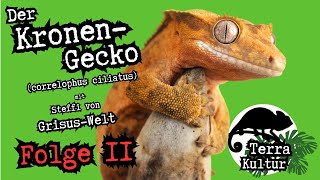 Terrakultur Podcast - Der Kronengecko (correlophus ciliatus) - mit Grisus-Welt (Folge 11)