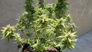 Critical Purple Autoflower week 11. Harvest day! 1 of 2