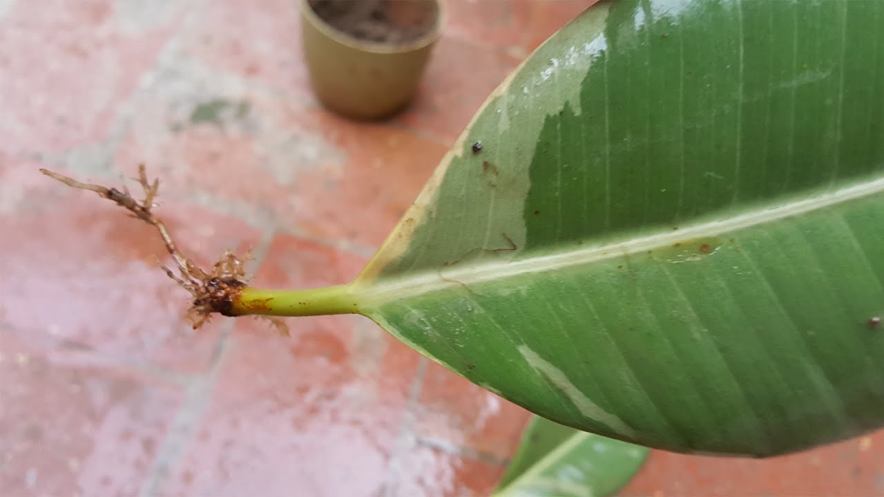 How To Propagate Rubber Plant From Single Leaf YouTube