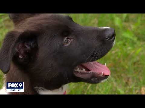 Video: Pet Scoop: suns atrada 1000 kilometrus no mājām, kucēni prognozē Kentuki Derbi