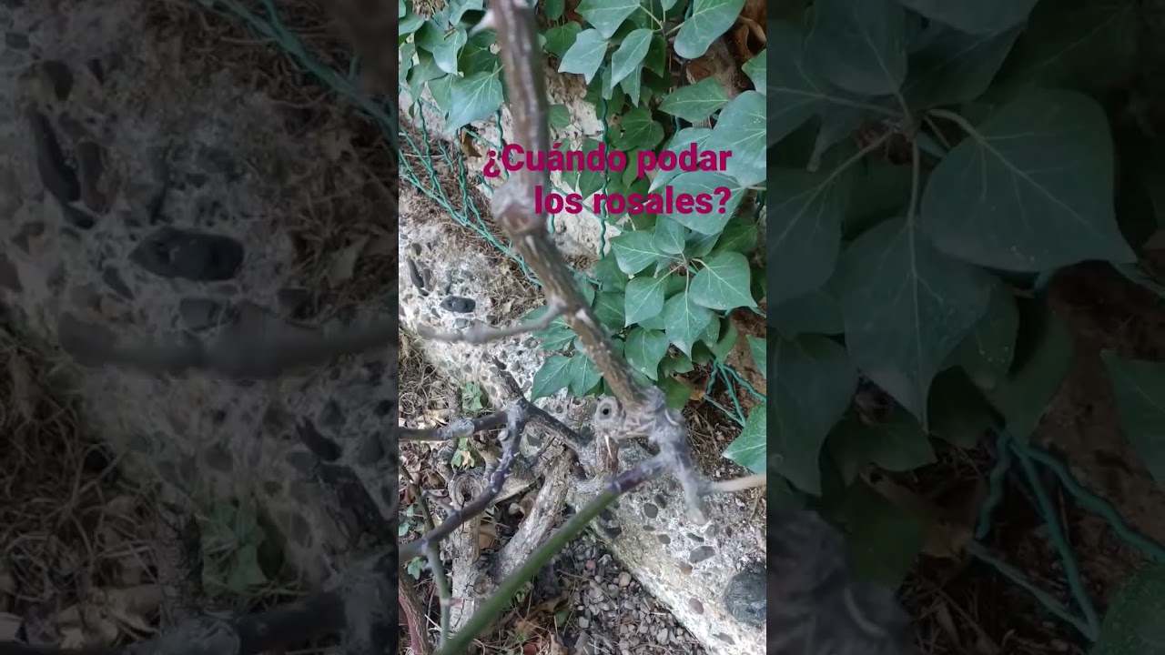 ¿Cuándo puedo comenzar a podar los rosales? #plants #garden #naturaleza #jardineria #flores