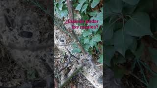 ¿Cuándo puedo comenzar a podar los rosales? #plants #garden #naturaleza #jardineria #flores