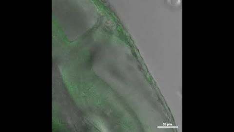 NeuO for Neuronal Labeling in Zebrafish - Video 4