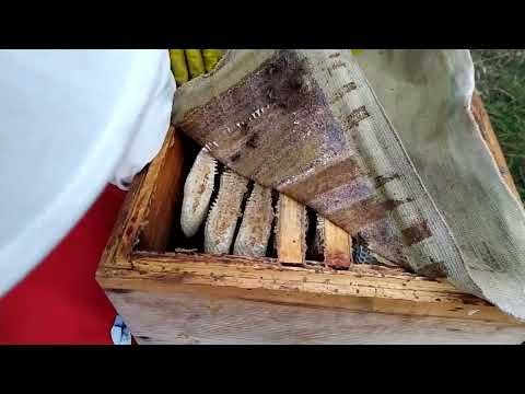 Соты в улье