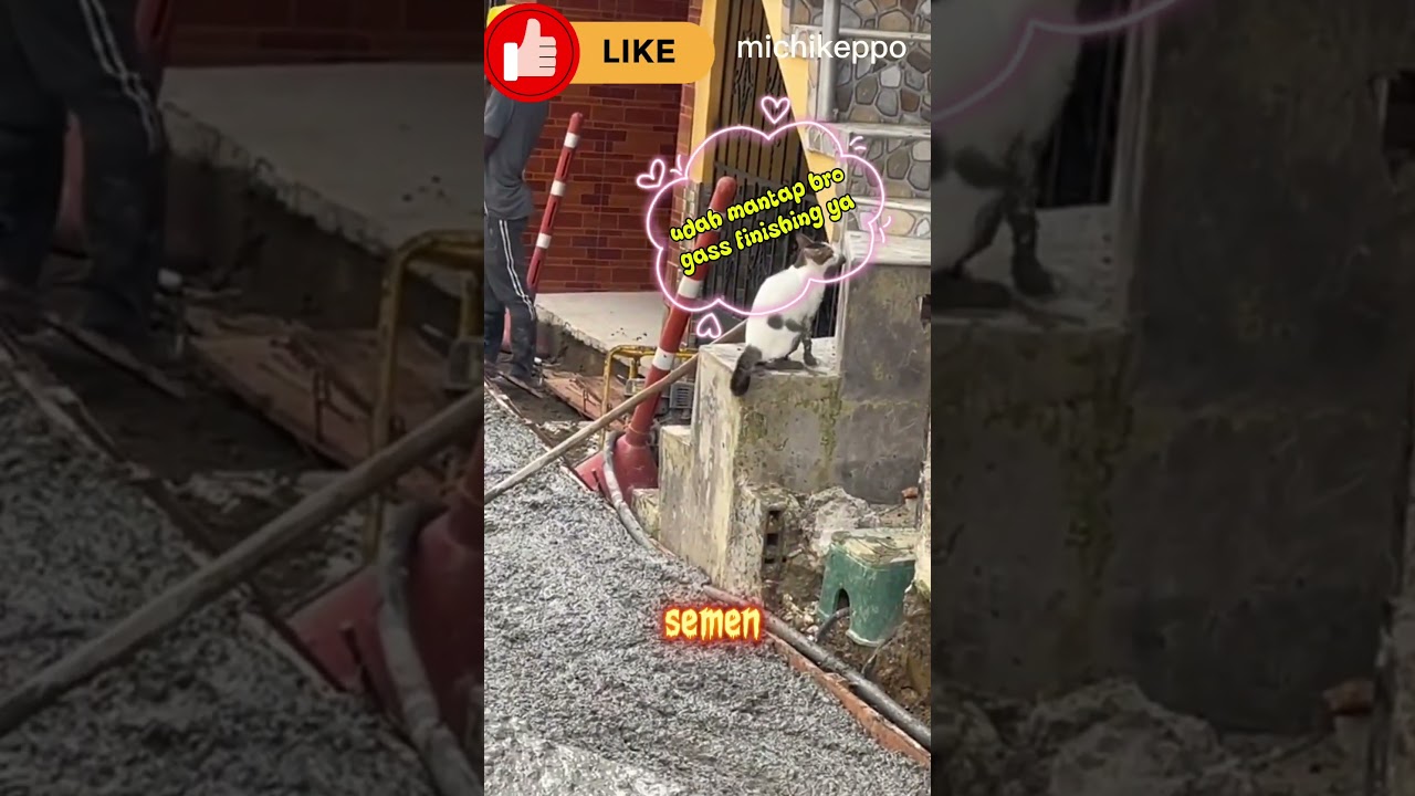 Mandor proyek jalan desa #cat #kucing #shorts #shortvideo