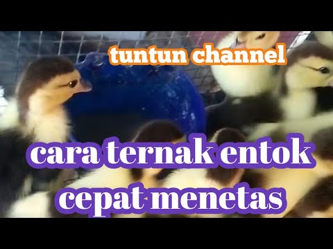 Cara ternak entok biar cepat menetas 