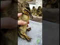 Vom Abfluss gerettet und in Sicherheit gebracht 🐥💦
