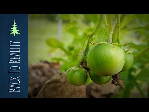 Video: Problemi s brambom - što uzrokuje mrvičasto voće maline