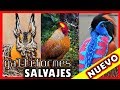 RAZAS DE GALLOS SALVAJES - galliformes y gallinas salvajes 💛❤️😍