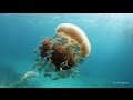 Giant Jellyfish