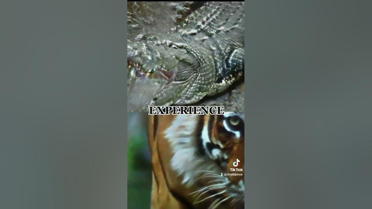 saltwater crocodile vs tiger - YouTube