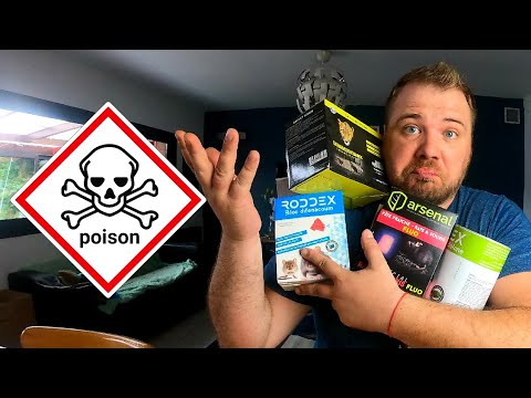 Choisir son raticide : formes, doses et vrais conseils en vidéo