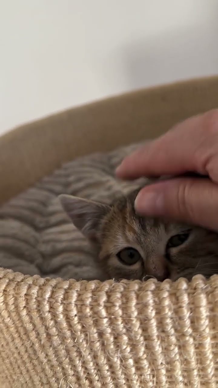 C magnifique vidéo chat nature
