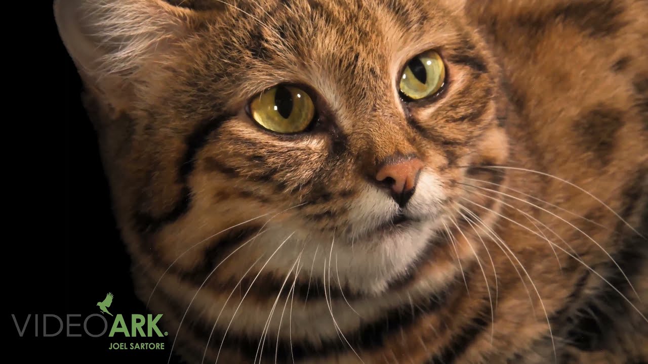 A federally endangered black-footed cat (Felis nigripes) named Chase at the Riverbanks Zoo.