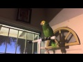 Talking /singing Amazon Parrot