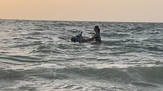 Swimming with horses beach Dubai #horsebackriding #dubailife #riding
