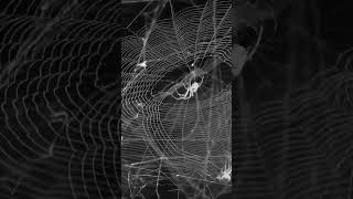 Download Lagu cikal bakal spiderman #dj #remix #automobile #dance #merdeka #satuklikuntukwujudkanimpianmu MP3