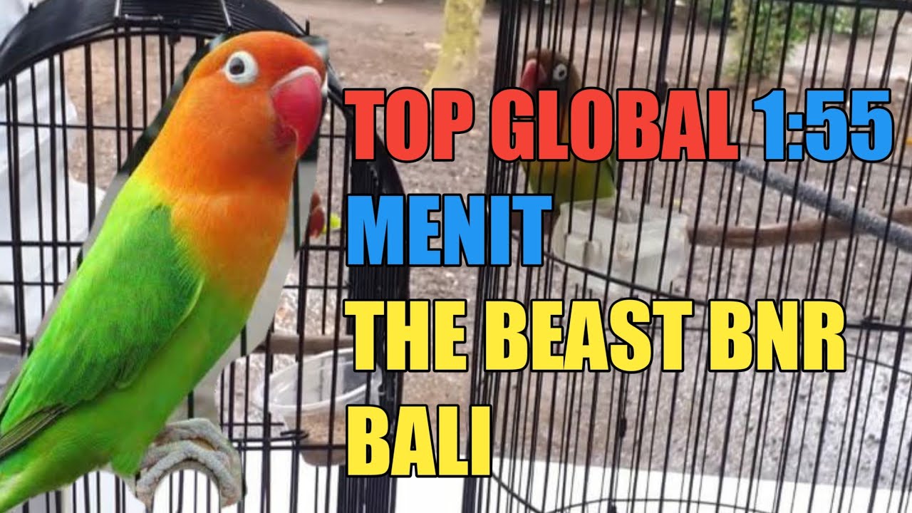 Suara burung love bird ||siap diglantang||Top global juara BNR 1 bali