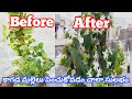      how to grow kagadamallelusummer plants fertilizers