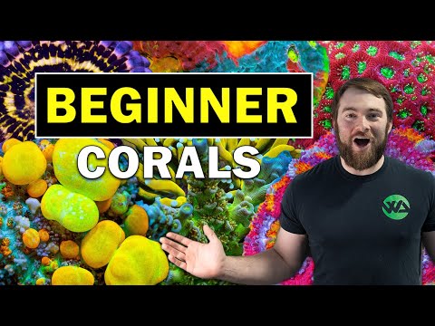 5 BEST BEGINNER