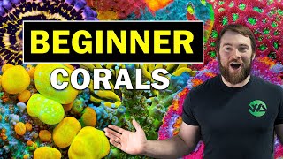 5 BEST BEGINNER CORALS!