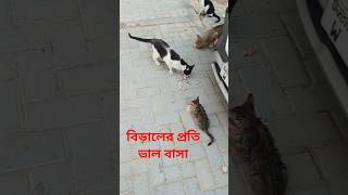 Cat Eating Chicken Skin #viral #ytstudioes #viralvideo #reels