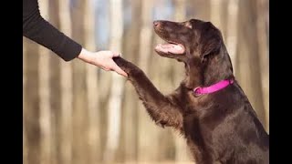 Traineddog Vs Unsummonable