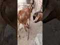 #Gau Mata#follow #like bhi kar do bhai#