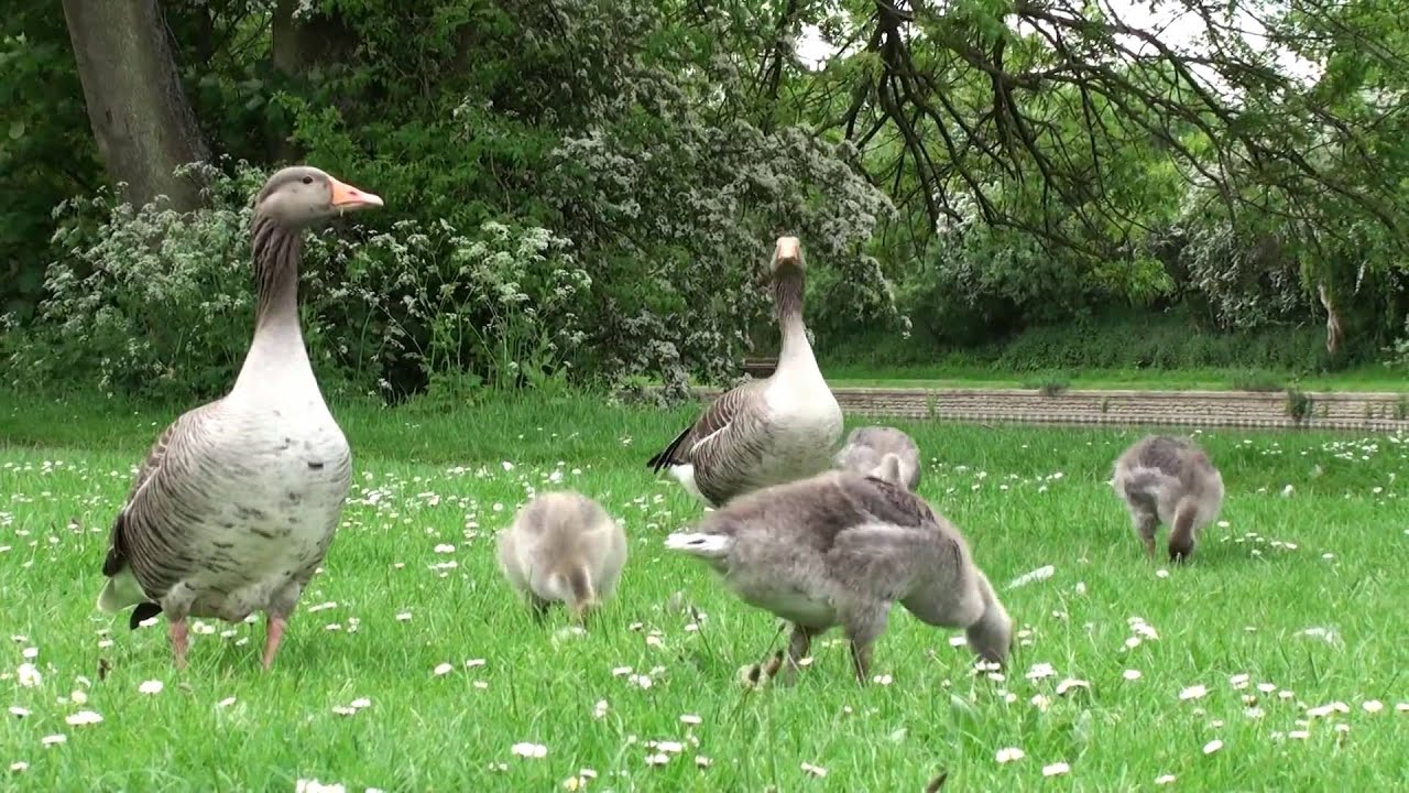 Greylag Geese and Goslings