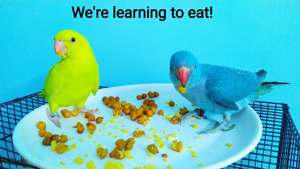 Sky And Summer Learning To Eat Blue Ringneck Parrot Yellow Ringneck Sky And Summer Learning To Eat Blue Ringneck Parrot Yellow Ringneck