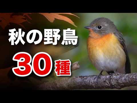 Do you know this bird? A simple introduction to its ecology and