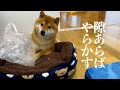 柴犬姉が子猫の面倒を見る中、やらかしてた柴犬兄。