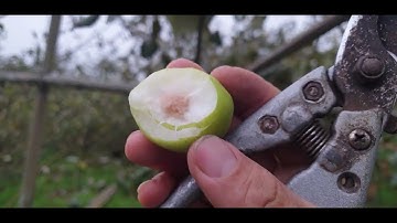 Cắt Cành Táo Xuân I Núi Đồi Lục Ngạn