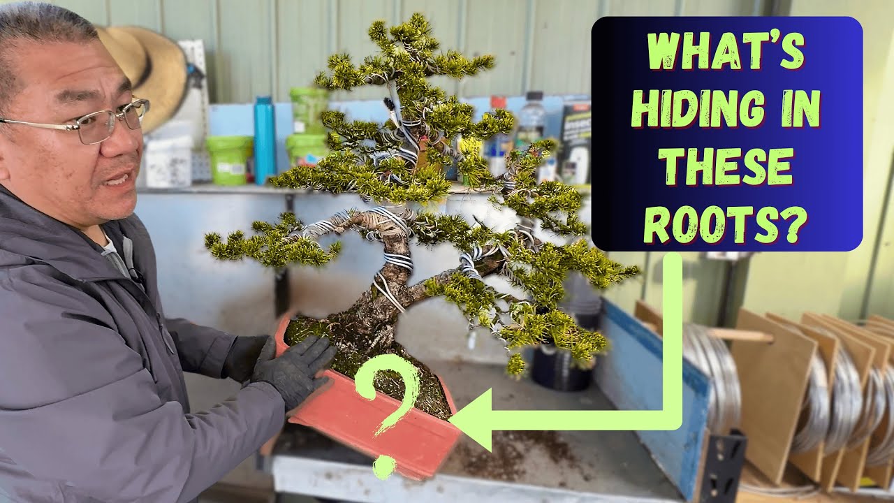 Root-Pruning a Mugo Pine – With A Few Surprises