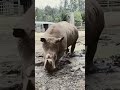 Rhinoceros ग ड Knowledge Life Zoo Safari Shorts Video Rhinoceros ग ड Knowledge Life Zoo Safari Shorts Video