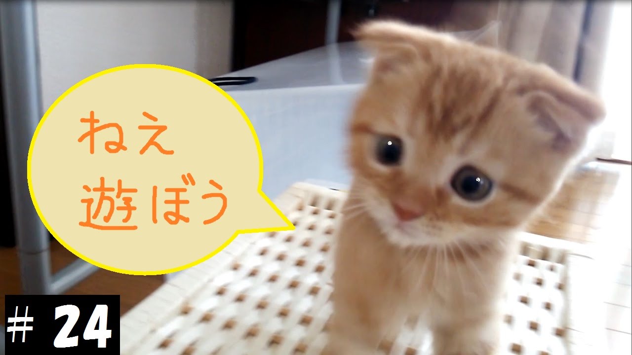 遊びたくてじっとしていられない子猫 ちびすけスコティッシュフォールド２か月 Kitten Playing Actively Youtube