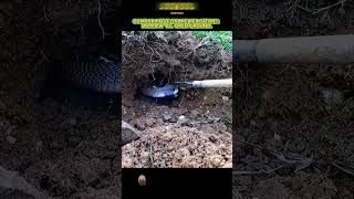 Lair Defense Power Giant Black Cobra In An Unusual Underground Encounter Rare Footage