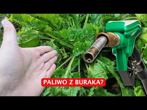FUEL FROM BEETS? | YIELD IN DRY CONDITIONS - WINTER TRITICALE | EPISODE 348