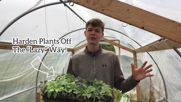 How to Harden off Seedlings - The Lazy Way: Effortless Tips