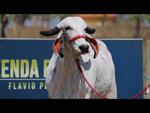 LOTE  07 - RRP 9287 Benevola Fiv de Brasília