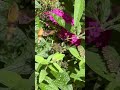 Hummingbird moth is still here, August 24th. #moths #butterflybush
