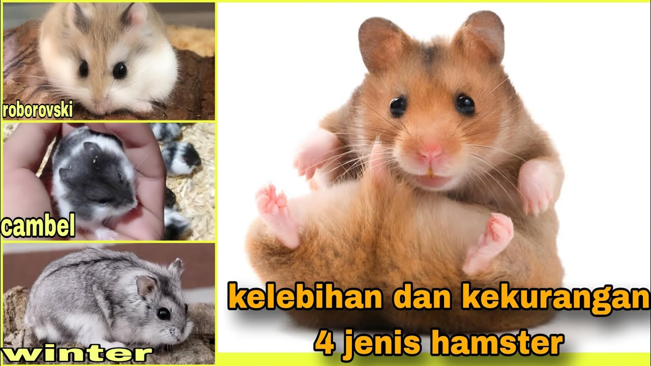 BAHAS TUNTAS SEMUA JENIS HAMSTER   ‼️ mau ternak hamster silahkan tonton ini